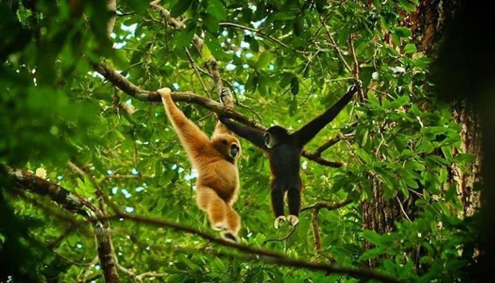 Bukit Lawang Hotel ภายนอก รูปภาพ